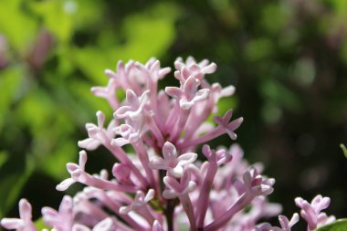 Güzel çiçekler, arka plandaki ağaçlar ve gökyüzü.