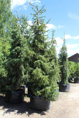 Güzel çiçekler, arka plandaki ağaçlar ve gökyüzü.