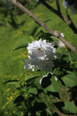 Mavi gökyüzü ile güzel çiçekler