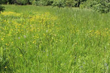 Mavi gökyüzü ile güzel çiçekler