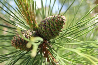 Parkta güzel bir ağaç Çiçeklerin yanında yeşil bir çimen