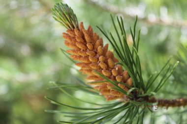 Parkta güzel bir ağaç Çiçeklerin yanında yeşil bir çimen