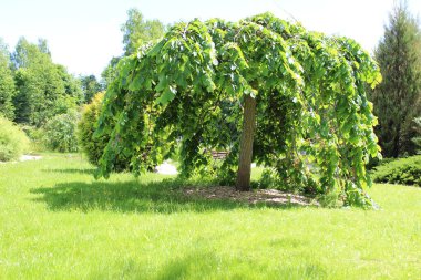 Parkta güzel bir ağaç Çiçeklerin yanında yeşil bir çimen