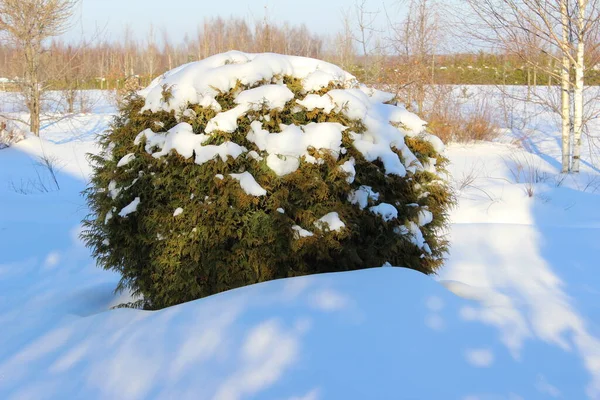 Verano Pasado Invierno Llegado Mucha Nieve — Foto de Stock