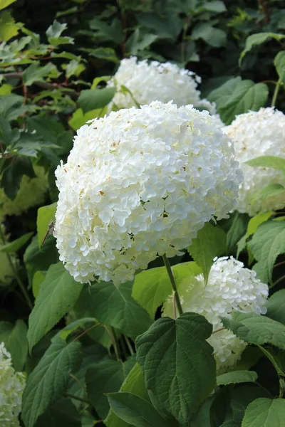 Flores Bonitas Árvores Fundo Cerca Céu — Fotografia de Stock