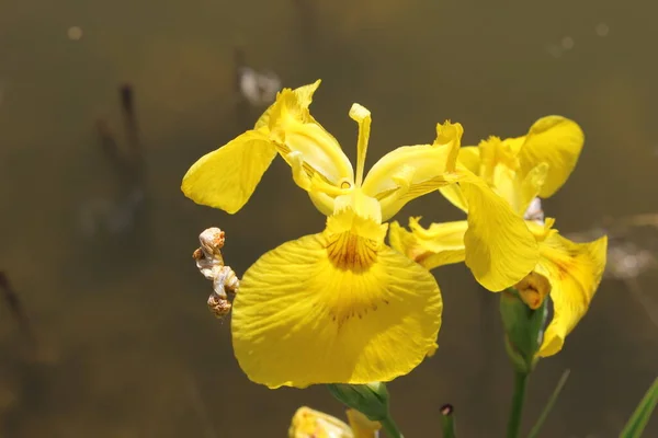 美丽的花朵 篱笆和天空后面的树木 — 图库照片