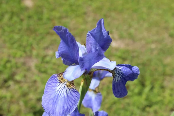 Flores Bonitas Árvores Fundo Cerca Céu — Fotografia de Stock