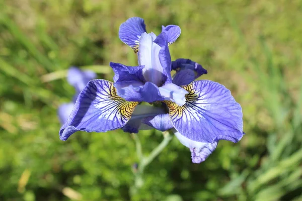 Flores Bonitas Árvores Fundo Cerca Céu — Fotografia de Stock