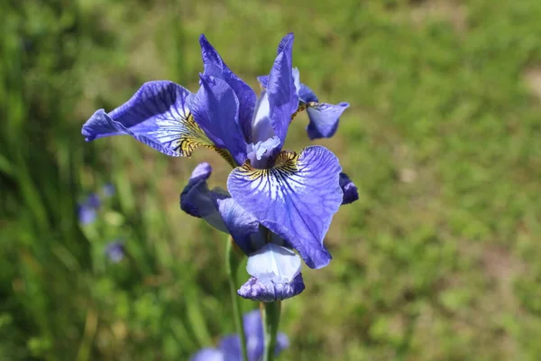 Flores Bonitas Árvores Fundo Cerca Céu — Fotografia de Stock