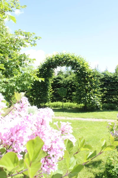 Beautiful Flowers Trees Background Fence Sky — Stock Photo, Image