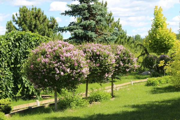 Beautiful Tree Park Green Lawn Flowers — Stock Photo, Image