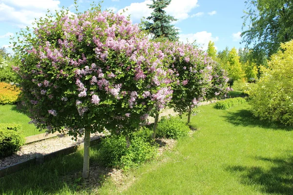 Beautiful Tree Park Green Lawn Flowers — Stock Photo, Image