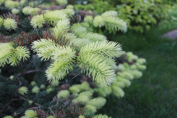 Schöner Baum Park Mit Grünem Rasen Der Nähe Von Blumen — Stockfoto