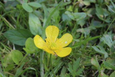 Yaz, gökyüzü, çiçekler, parkta su yürüyüşü bir sürü güzellik.