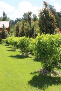 Yaz, gökyüzü, çiçekler, parkta su yürüyüşü bir sürü güzellik.