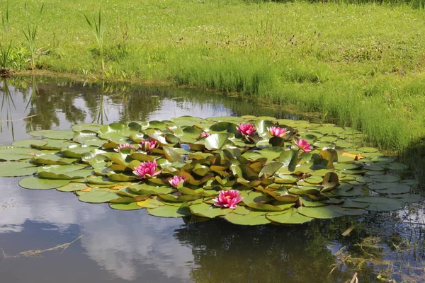 Лето Небо Цветы Вода Гуляют Парке Много Красоты — стоковое фото