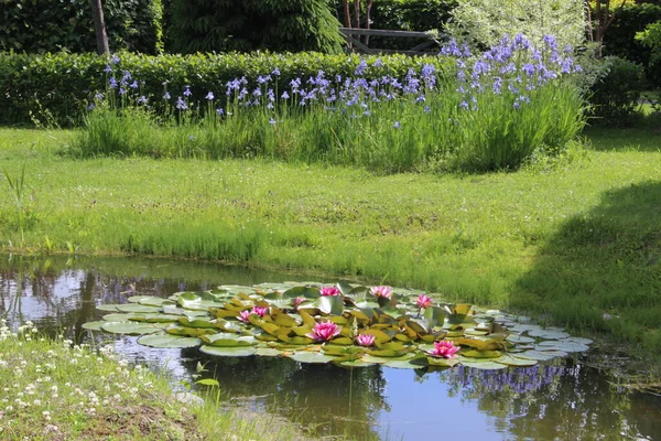 Summer Sky Flowers Water Walk Park Lot Beauty — Stock Photo, Image