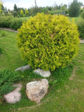 Akşam doğasının parkta güzel fotoğrafları.