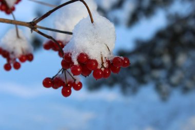 Güzel bir geçmişi olan kış doğası.