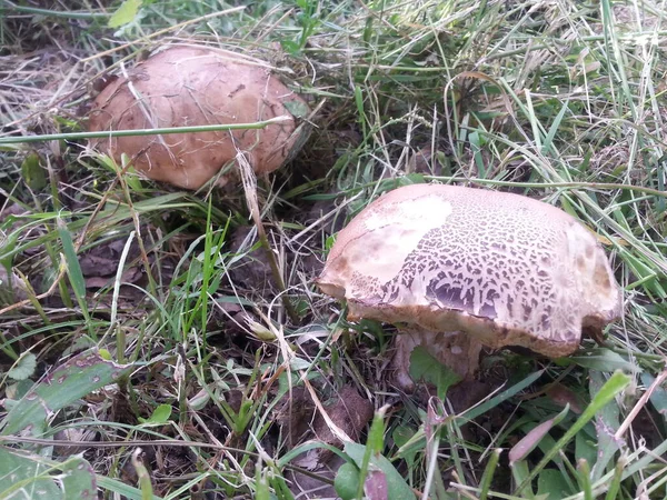 Akşam doğasının parkta güzel fotoğrafları.