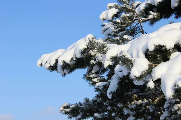 Naturaleza Invierno Con Hermosos Fondos — Foto de Stock