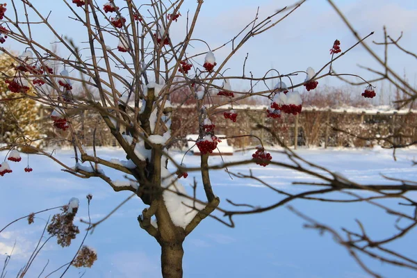 Téli Természet Gyönyörű Háttérrel — Stock Fotó