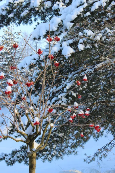 Naturaleza Invierno Con Hermosos Fondos — Foto de Stock