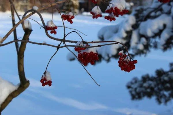 Naturaleza Invierno Con Hermosos Fondos — Foto de Stock