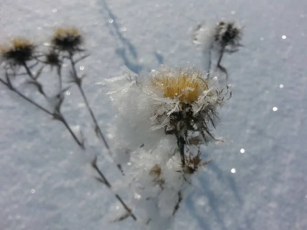 Naturaleza Invierno Con Hermosos Fondos — Foto de Stock