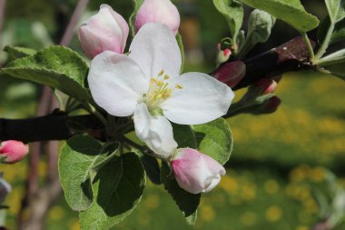 Yaz akşamı doğa çiçekleri.