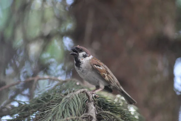 Moineau Sur Arbre Arbre — Photo