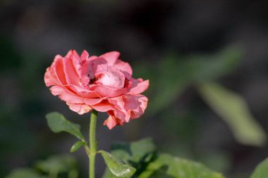 Güzel akşam gülleri Bir kız için hediye