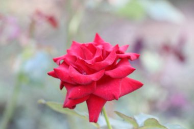 Güzel akşam gülleri Bir kız için hediye