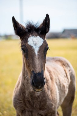 bir alanı bir orman arka planda küçük bir kızıl saçlı Tay duruyor.