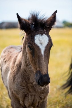 bir alanı bir orman arka planda küçük bir kızıl saçlı Tay duruyor.
