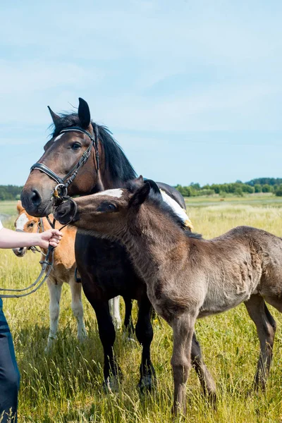 Portrait Une Jument Son Poulain Dans Champ Seigle Avec Beau — Photo