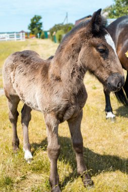 bir alanı bir orman arka planda küçük bir kızıl saçlı Tay duruyor.