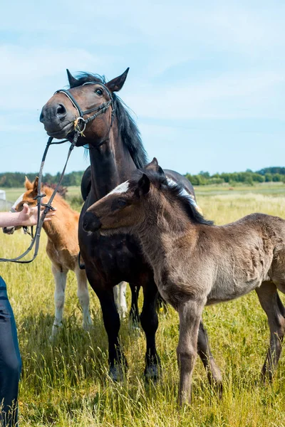 Portrait Une Jument Son Poulain Dans Champ Seigle Avec Beau — Photo