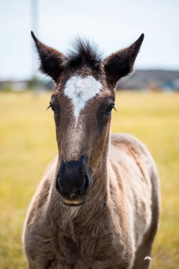 bir alanı bir orman arka planda küçük bir kızıl saçlı Tay duruyor.