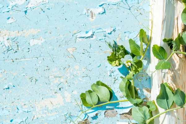 Hrášek Květy Zeleném Vintage Dřevěné Pozadí Prasklém Laku Rostlina Loach — Stock fotografie