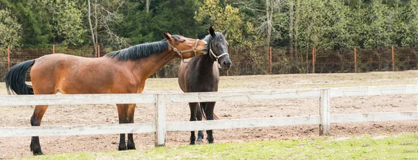 Caballos Bandera Pastando Campo Cerca Del Paddock —  Fotos de Stock