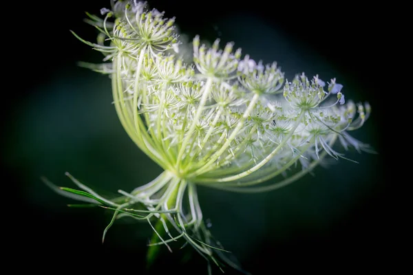 Close-up of Dill flower umbels in autumn white wild flower umbrella. close-up on a black background
