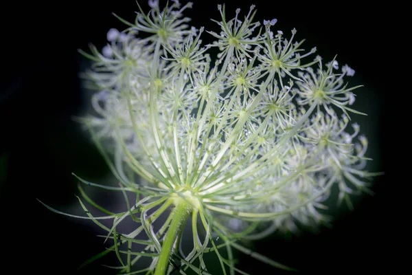 Close-up of Dill flower umbels in autumn white wild flower umbrella. close-up on a black background