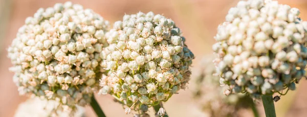 Banner blooming onion plant in garden. Closeup of white onions flowers on summer field