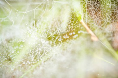 Çam iğneleri üzerinde sonbahar örümcek ağları makro. Çiy damlaları. Sıcak sabah sis. Ormanda.