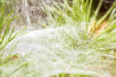 Çam iğneleri üzerinde sonbahar örümcek ağları makro. Çiy damlaları. Sıcak sabah sis. Ormanda.