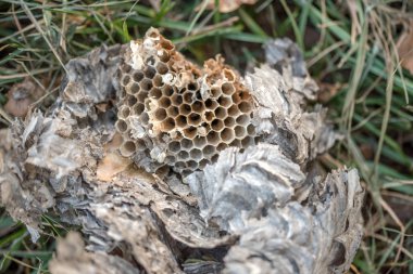 Eski petek, desen. Bal tarak. arı ve arı evi.