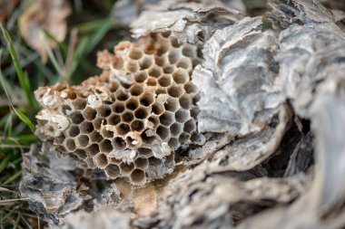 Eski petek, desen. Bal tarak. arı ve arı evi.