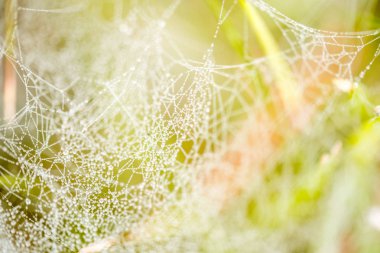 ormandaki bir ağaç üzerinde çiy ile sonbahar web damla