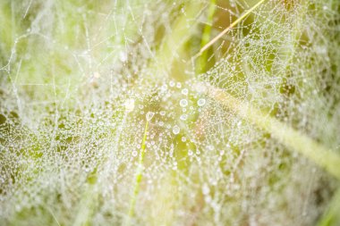 Sonbahar web'lerde çam ağacı, bir ağaç üzerinde çiy damlacıkları. Yaz bitti.